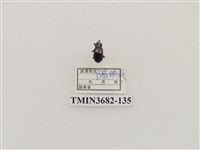 藏品(鞘翅目(2))的圖片